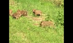 Marcassins en liberté&copy; Benoit Loiseau